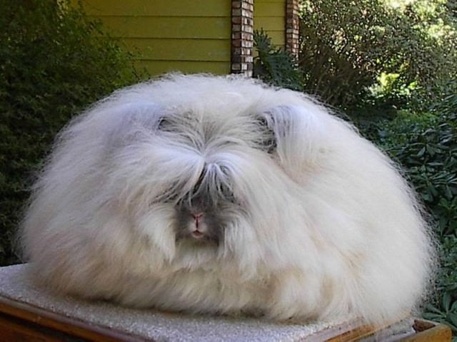 イングリッシュアンゴラ